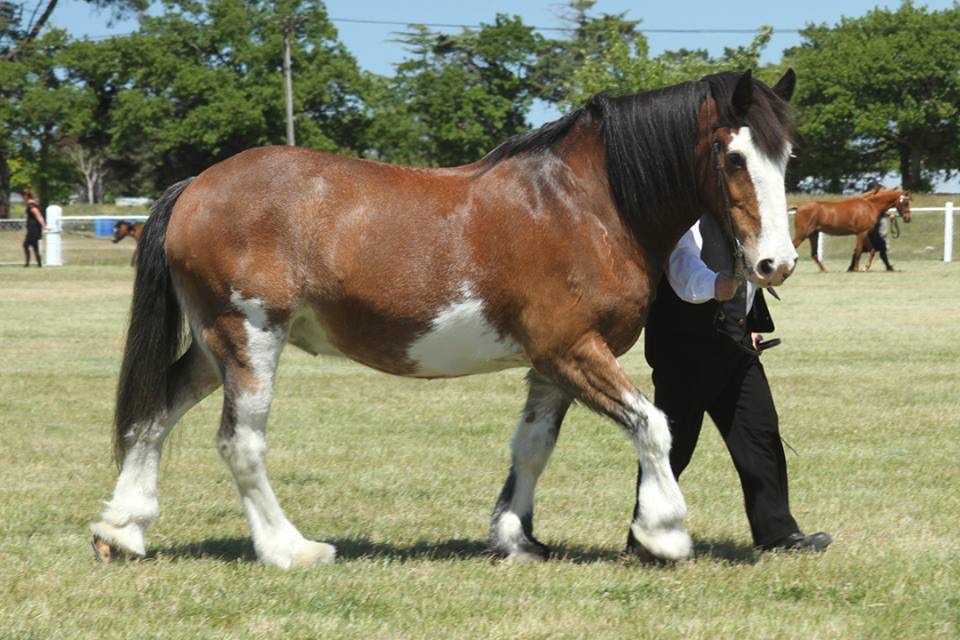 A Westwood horse being walked