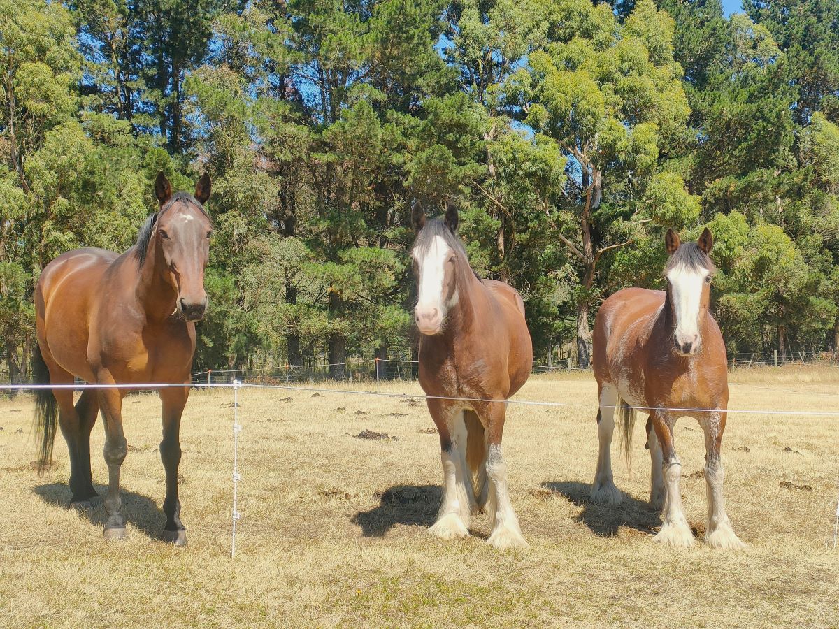The horses of Westwood Stables