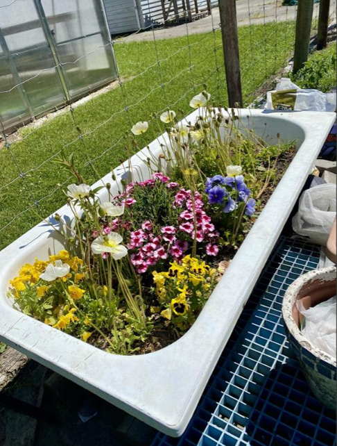 A bathtub garden bed